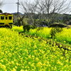 菜の花とローカル線