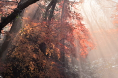 光芒を纏った紅葉