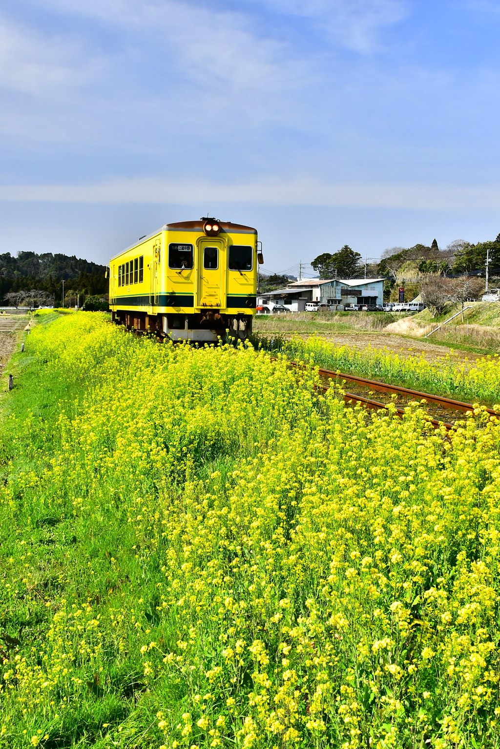 菜の花とローカル線