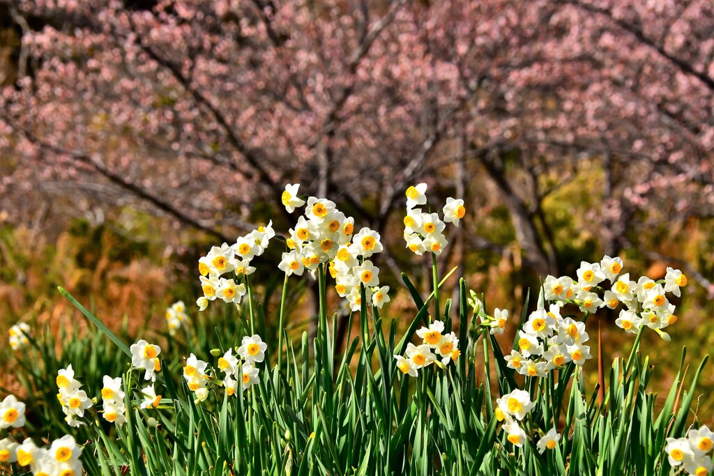 寒桜を纏って