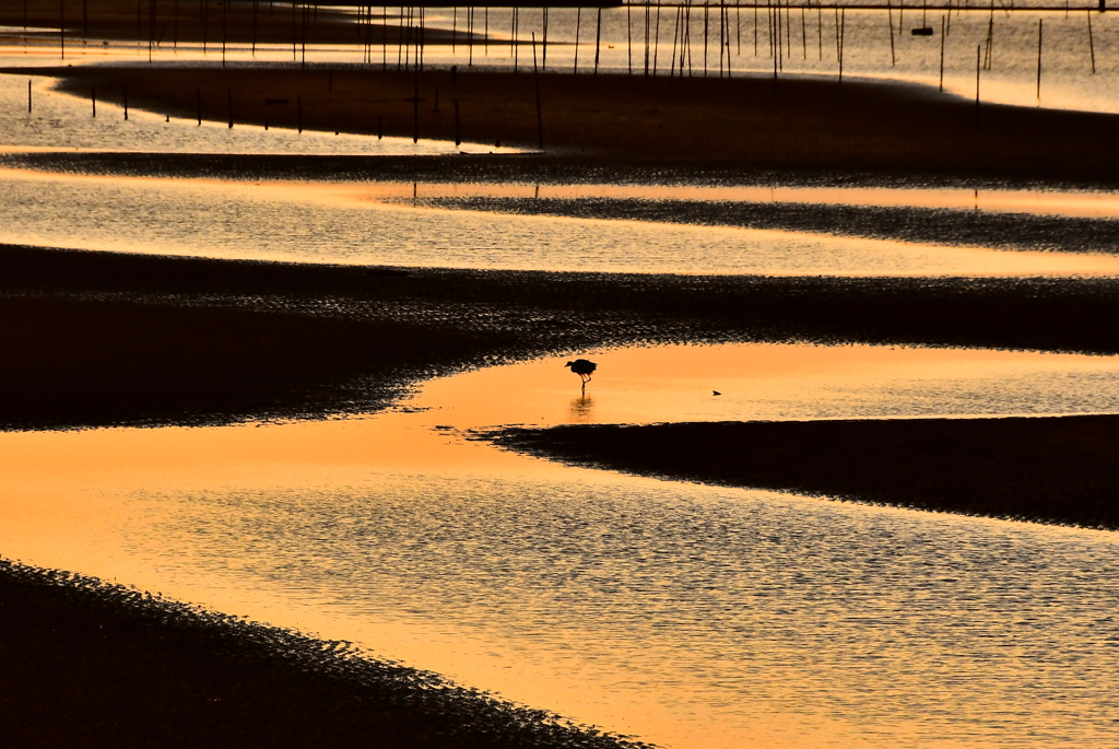 夕照の干潟