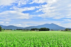 筑波山と蕎麦畑　6