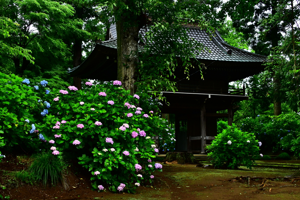 山門と紫陽花