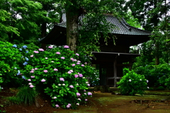 山門と紫陽花