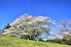 風に揺れる山桜