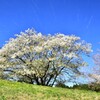 風に揺れる山桜