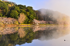 桜風景