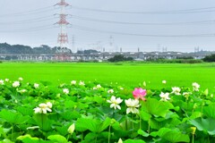 蓮田とスカイラーナー