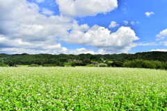 蕎麦畑ある風景　2
