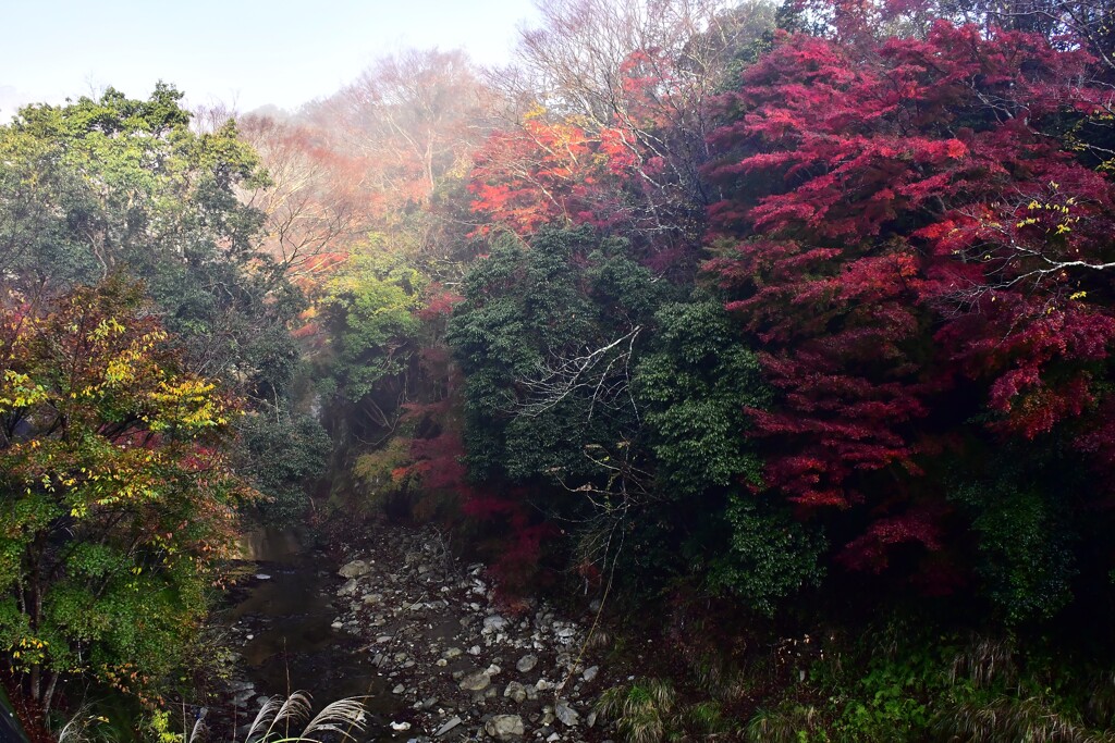 渓谷の紅葉