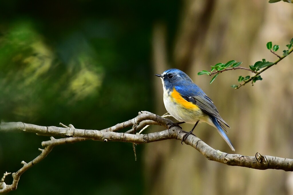 冬鳥の季節