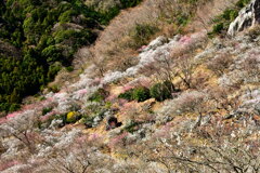 幕山の梅　