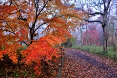 霧の中の紅葉