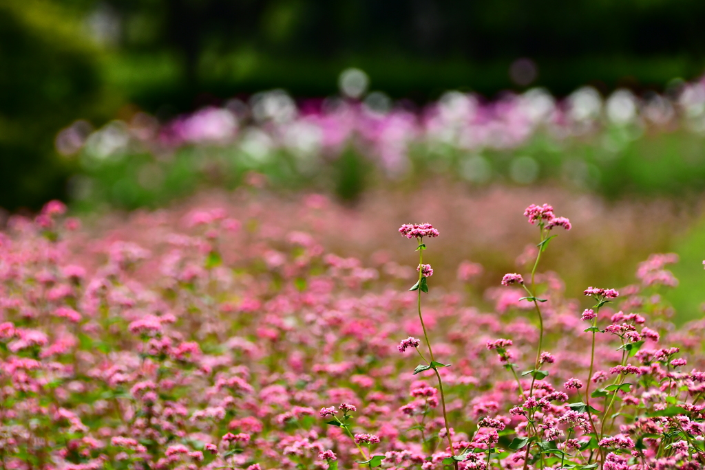 花の丘公園赤蕎麦