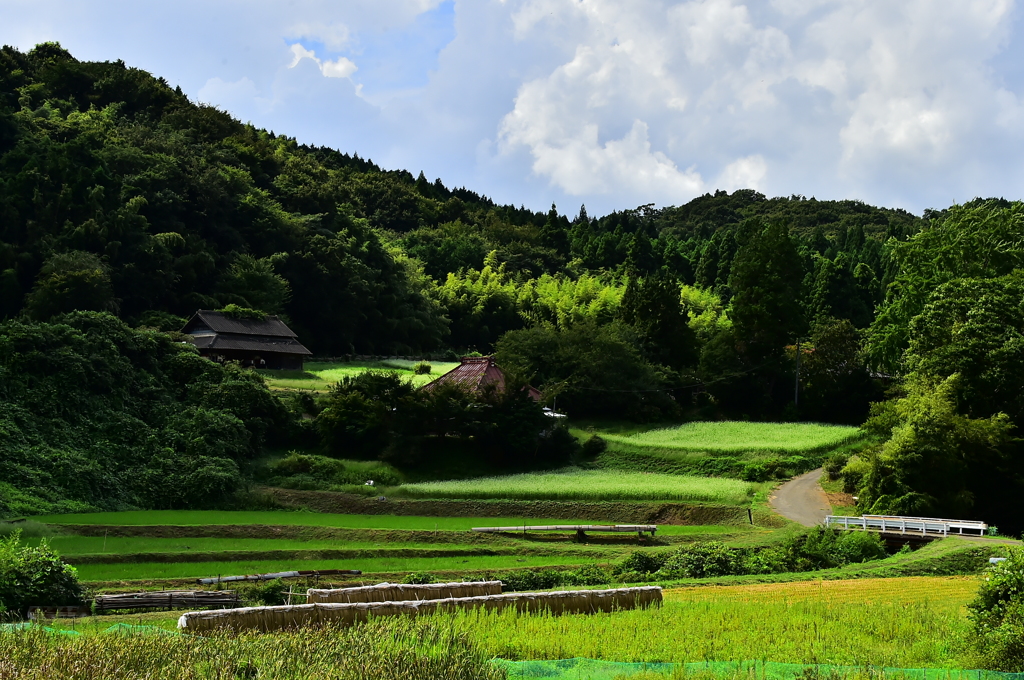 蕎麦畑のある風景