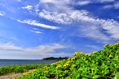 ネコノシタが咲く浜辺