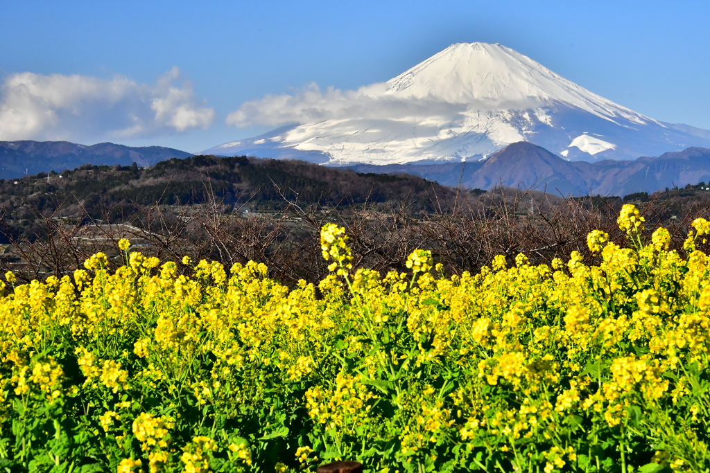 吾妻山公園菜の花 by satoruitou （ID：9303585） - 写真共有サイト:PHOTOHITO