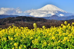 吾妻山公園菜の花