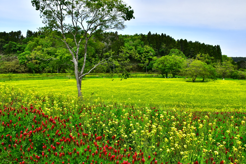 みつばち牧場の花々　2