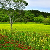 みつばち牧場の花々　2