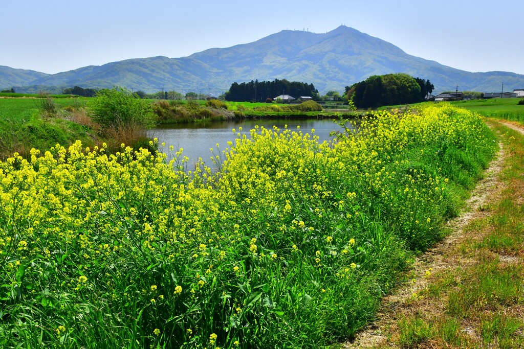菜の花と筑波山