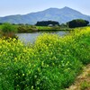 菜の花と筑波山