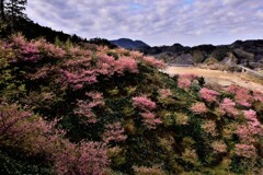 南房総の河津さくら