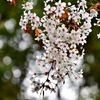 春　3