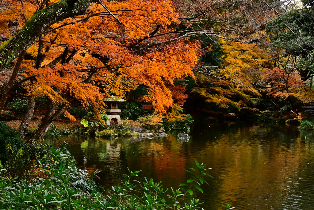 紅葉