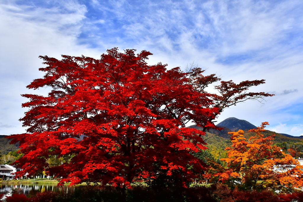 蓼科湖紅葉