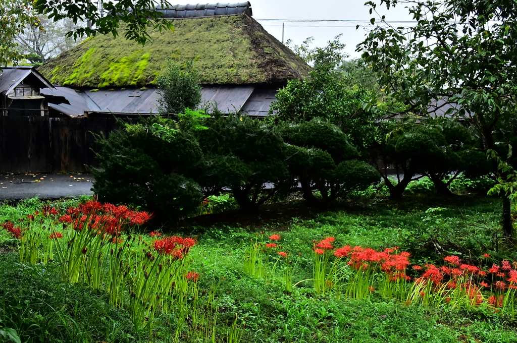 農家の彼岸花