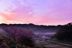 南房総の河津さくら