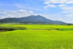 稔りを迎え
