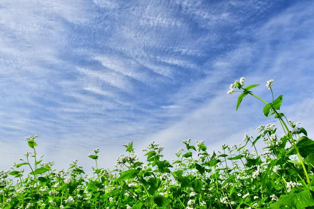 蕎麦の花