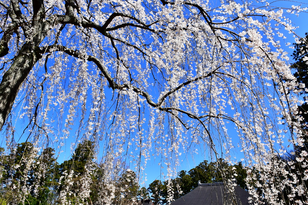 枝垂れ桜　2