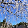 枝垂れ桜　2
