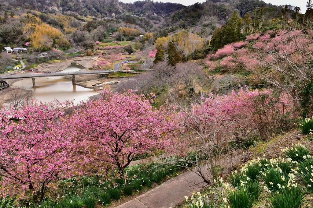 南房総スイセンと河津さくら