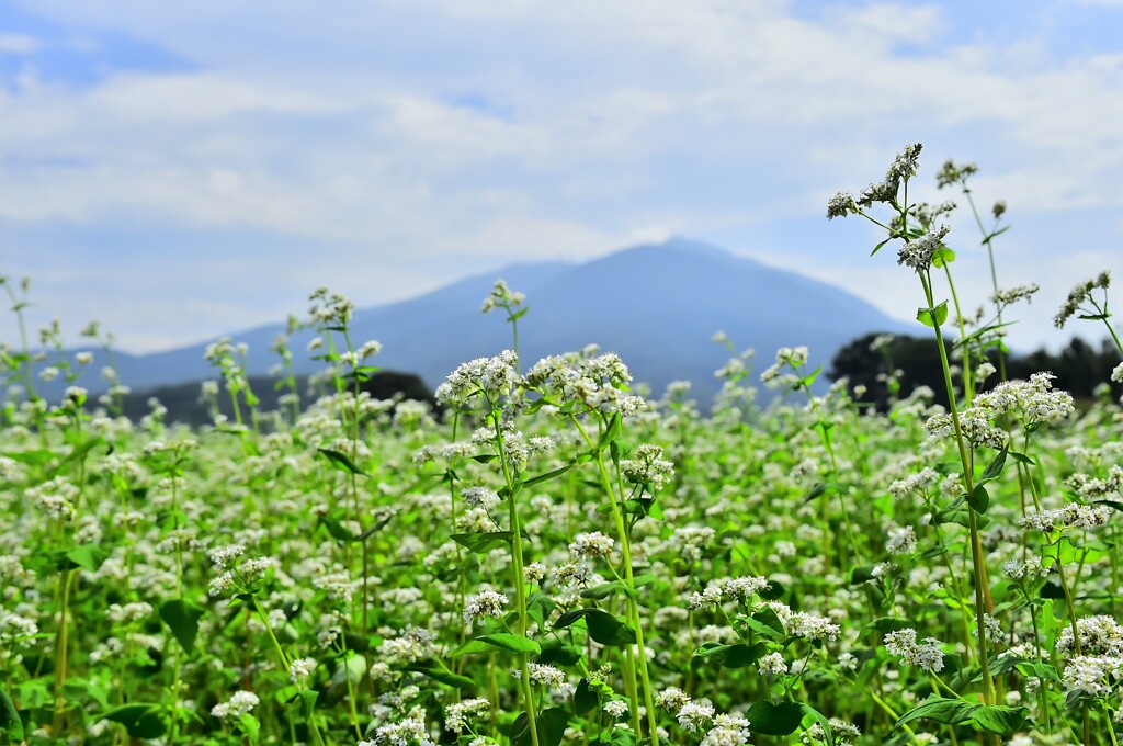 筑波山と蕎麦畑　2