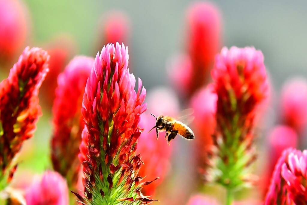 ストロベリーキャンドル　3