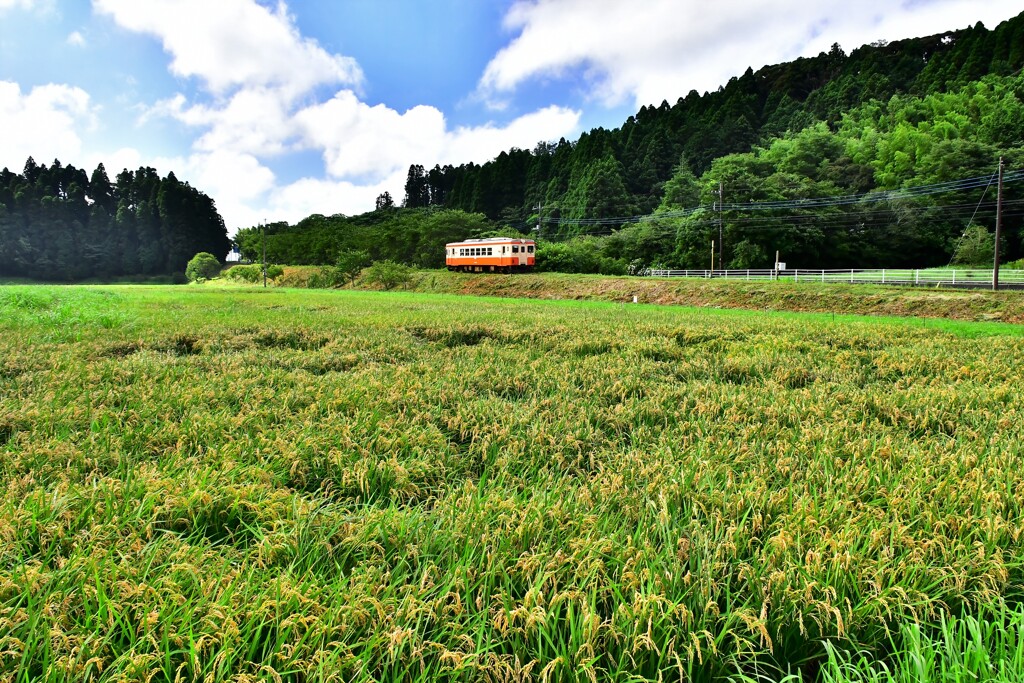 稔りを迎えて