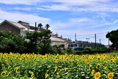 犬吠駅のヒマワリ