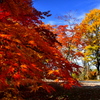 紅葉盛り
