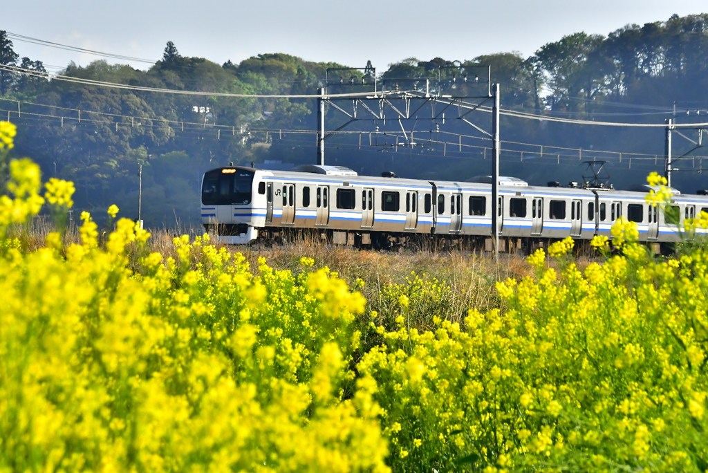 菜の花を走る　2