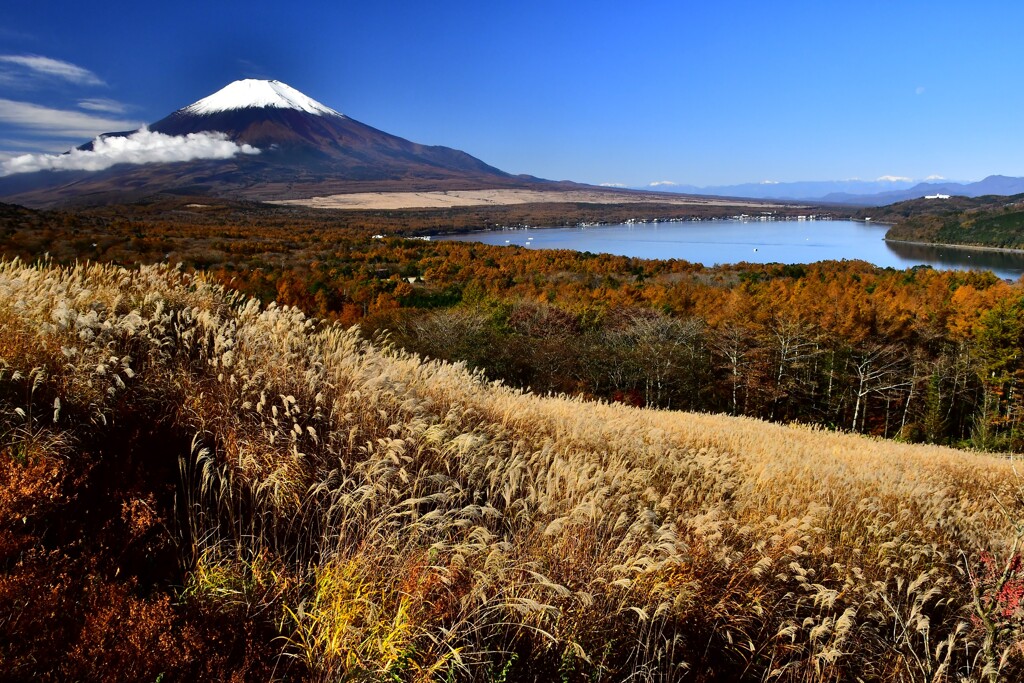 山中湖黄葉と富士
