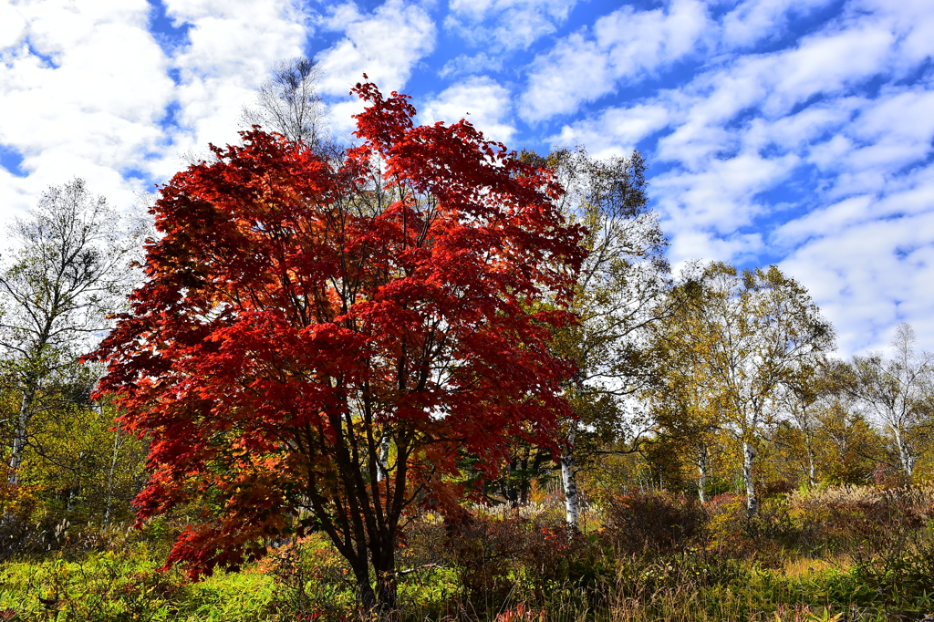 紅葉