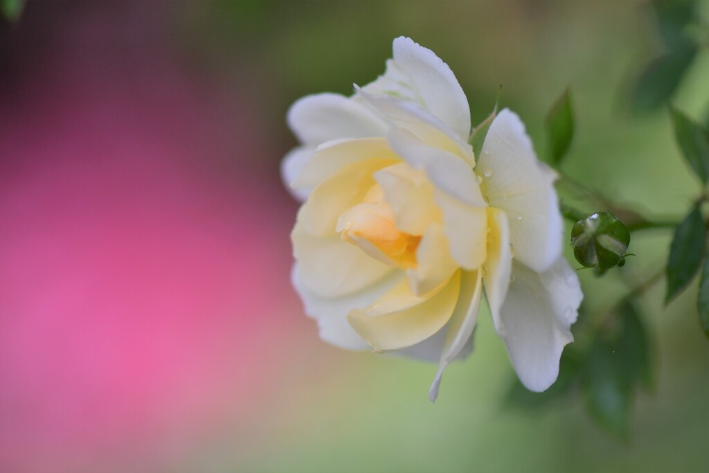 雨の日の薔薇