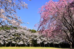 桜の広場