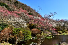幕山の梅