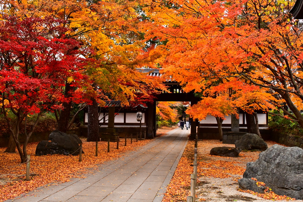 紅葉