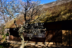 茅舎の梅